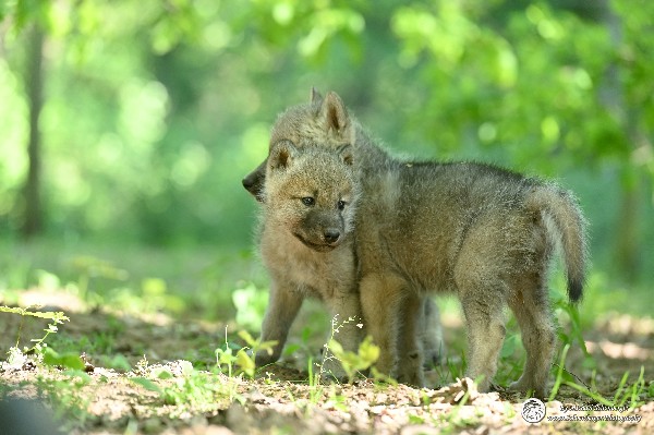 Polarwölfe - Arctic wolves Anyu Nova Yuki